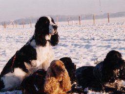 hunde01.01.2001