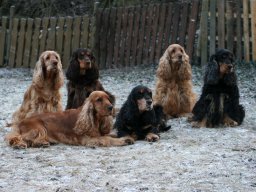 hunde_2011-02-08_00261
