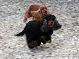 hunde_2011-1-31_00101