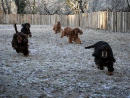 hunde_2011-1-31_00141