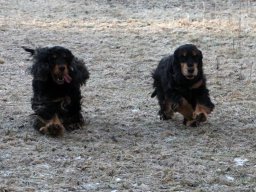 hunde_2011-1-31_00151