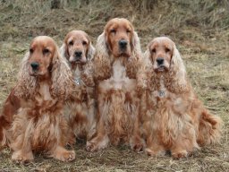 hunde_2011-2-10_00002
