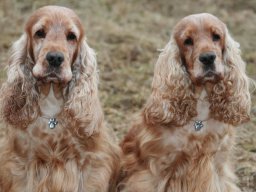 hunde_2011-2-10_00004