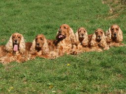 hunde_2011-4-17_00215