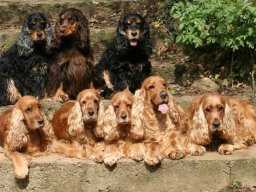 hunde_2011-4-18_00002