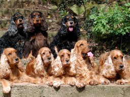 hunde_2011-4-18_0000_dsc_0041