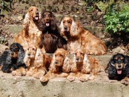 hunde_2011-4-18_0000_dsc_0064