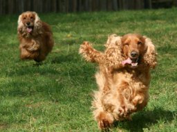 hunde__2011-4-17_00231